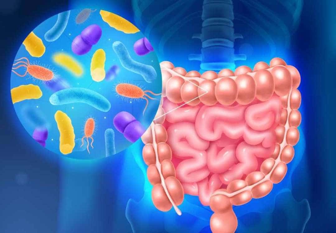 La Microbiota Intestinal: Descubriendo la conexión entre la pérdida de peso y un intestino saludable